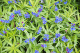 Fototapeta Tulipany - blue stoneseed ground cover, lithodora diffusa