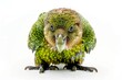 Curious and rare kakapo bird isolated on a white background, full body view