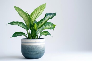 Wall Mural - Lush tropical Dieffenbachia houseplant in stylish ceramic pot, isolated on white