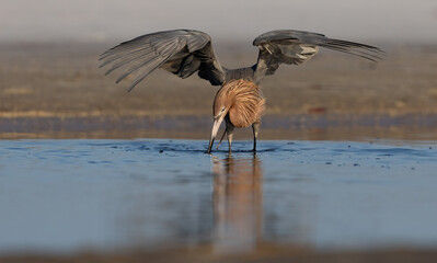 Poster - Reddish egret fishing on a beach in Florida 