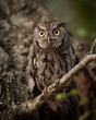 Eastern screech owl in a tree
