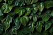 closeup tropical green leaf background. Flat lay, fresh wallpaper banner concept Generative AI