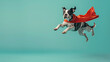 A Boston Terrier in full superhero costume exudes confidence and thrill as it leaps against a turquoise background