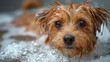 Close-up image of a wet brown dog with big pleading eyes surrounded by bubbles, giving a sense of bath time fun and care