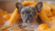 An expressive French bulldog with a grumpy expression wrapped in orange fabric, amidst a splashy bath scene