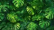Leaves Background. Exotic Monstera Leaves in Fresh Green Botanical Growth