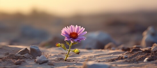 Wall Mural - A small purple flower, a terrestrial plant, defying the harsh desert landscape by growing out of the sand. Its delicate petals stand out among the arid surroundings, a true work of art in nature