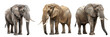 \ - A set of elephant isolated on transparent background