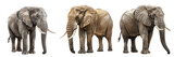 Fototapeta  - \ - A set of elephant isolated on transparent background
