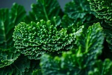 Close-up Of A Kale Vegetable For Backgrounds