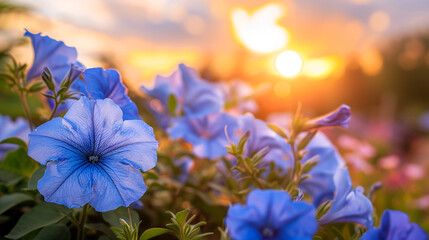 Wall Mural - Blue petunia flowers bloom in a flowerbed in the botanical garden in sunset light.