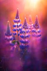 Wall Mural - Purple lupines bloom in a meadow in golden sunset light.