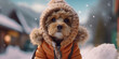 Adorable Fluffy Puppy Braving Winter Wonderland in Style Banner