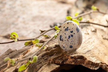 Quail egg standing on old driftwood, twigs with spring leaves around. Creative organic Easter card