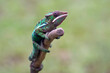 Panther chameleon trying to catch a prey