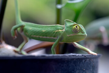 Wall Mural - Baby veiled chameleon on a tree branch