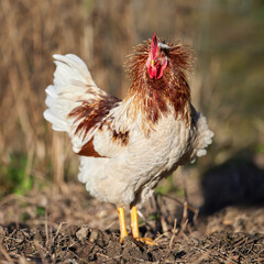 Sticker - Range rooster in garden shakes its feathers