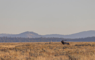 Sticker - Bull Elk During the Rut in Grand Teton National Park Wyoming in Autumn