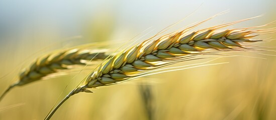 Sticker - A macro photograph featuring a close up of a Khorasan wheat ear swaying in the wind in a field, showcasing the beauty of this grasslike plant in agriculture