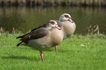 Wall Mural - A pair of adult Nile or Egyptian geese (Alopochen aegyptiaca) resting on the bank of a canal