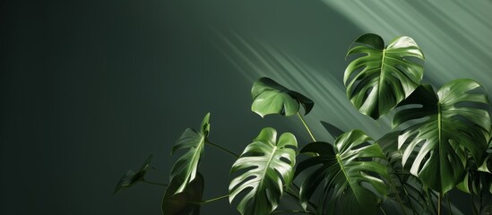 Poster - The leaves of a monstera plant are radiantly glowing in the sunlight, showcasing the beauty of this terrestrial plant under the bright rays