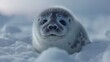   A tight shot of a seal in the snow, its eyes gazing intently, and nose widely opened