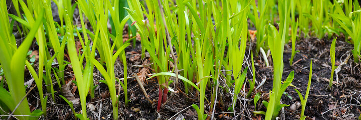 Wall Mural - Fresh green plants grow in the fertile soil of a rural agricultural field in spring.