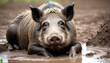 a-boar-with-a-contented-expression-enjoying-a-mud-