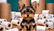 A small cute cartoon Yorkshire Terrier puppy with big eyes sits among the rolls of toilet paper.