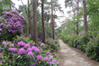 a beautiful forest with rhododendrons with pink flowers and trees and a hiking trail