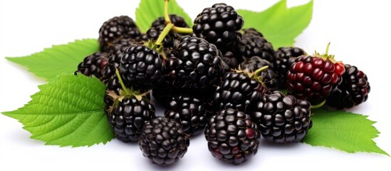 Sticker - A cluster of boysenberries, mulberries, and olallieberries, all seedless fruits, nestled among green leaves on a white background. A vibrant display of natural foods from the bramble plant