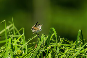 Wall Mural - The marsh wren (Cistothorus palustris). Small North American songbird in his natural environment.