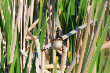 Canvas Print - The marsh wren (Cistothorus palustris). Small North American songbird in his natural environment.