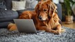 Animal and technology. Curious fluffy labrador lying on floor at living room and looking on wireless laptop screen. Adorable cute big dog interested in modern gadget left at home by owner.