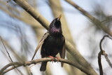 Fototapeta Sawanna - singing starling