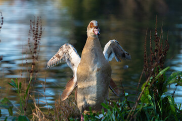 Wall Mural - Frontal portrait of an adult Nile or Egyptian goose (Alopochen aegyptiaca) with wings spread during molting