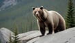 a-bear-standing-on-a-rocky-outcrop-