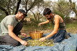 © Alba Vitta/Stocksy - Olive harvest hand-picked