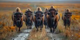 Fototapeta  - Preserving Bison Migration Routes: A Look at Human-Wildlife Interactions on Dirt Roads. Concept Bison Migration, Human-Wildlife Interactions, Dirt Roads, Conservation, Preserving Ecosystems