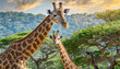 野生のキリンのイメージ素材。キリンの群れ。Image material of wild giraffe. A herd of giraffes.