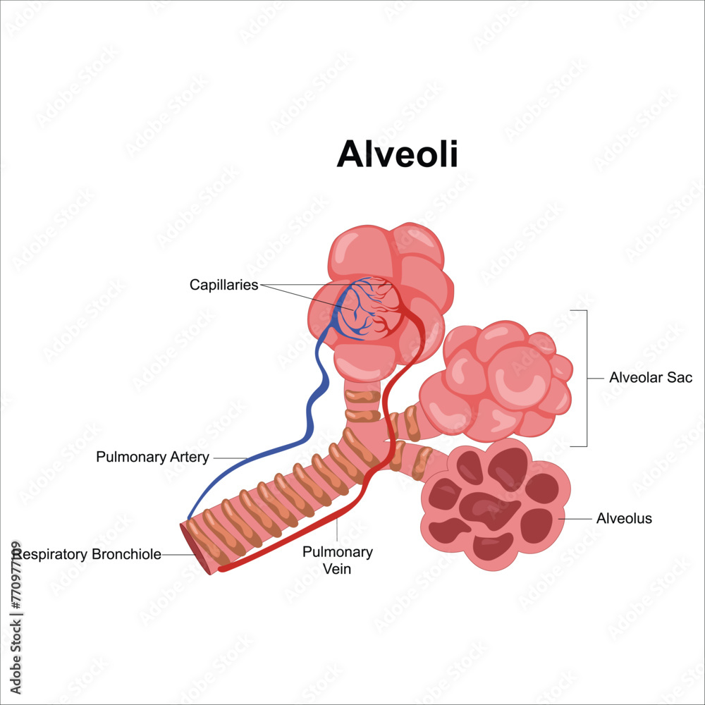 lungs and alveoli anatomy vector Stock Vector | Adobe Stock