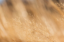 Close-up Of Prairie Grass