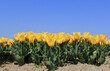 a big group yellow tulips with green leaves in a row in a bulb field in the dutch countryside closeup and a deep blue sky