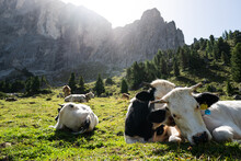 Cows Grazing On The Italian Dolomiti