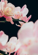 © AUDSHULE/Stocksy - Orchid flowers on black