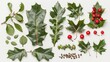 The leaves and fruit of the European Holly (Ilex aquifolium)