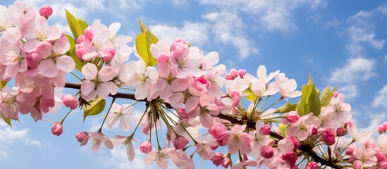 Sticker - A tree branch covered in pink and white flowers stands out against the blue sky, creating a beautiful natural landscape with a touch of color