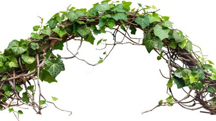 Poster - Roots of bush grape vine (Cayratia trifolia) liana ivy plant bush, isolated on white background with clipping path.