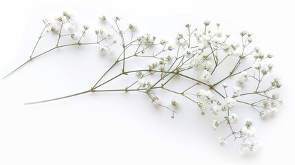 Poster - A few twigs with white flowers of Gypsophila (Baby's-breath) on a white background.