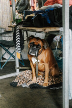 A Perplexed Boxer Dog Beneath A Table At A Flea Market